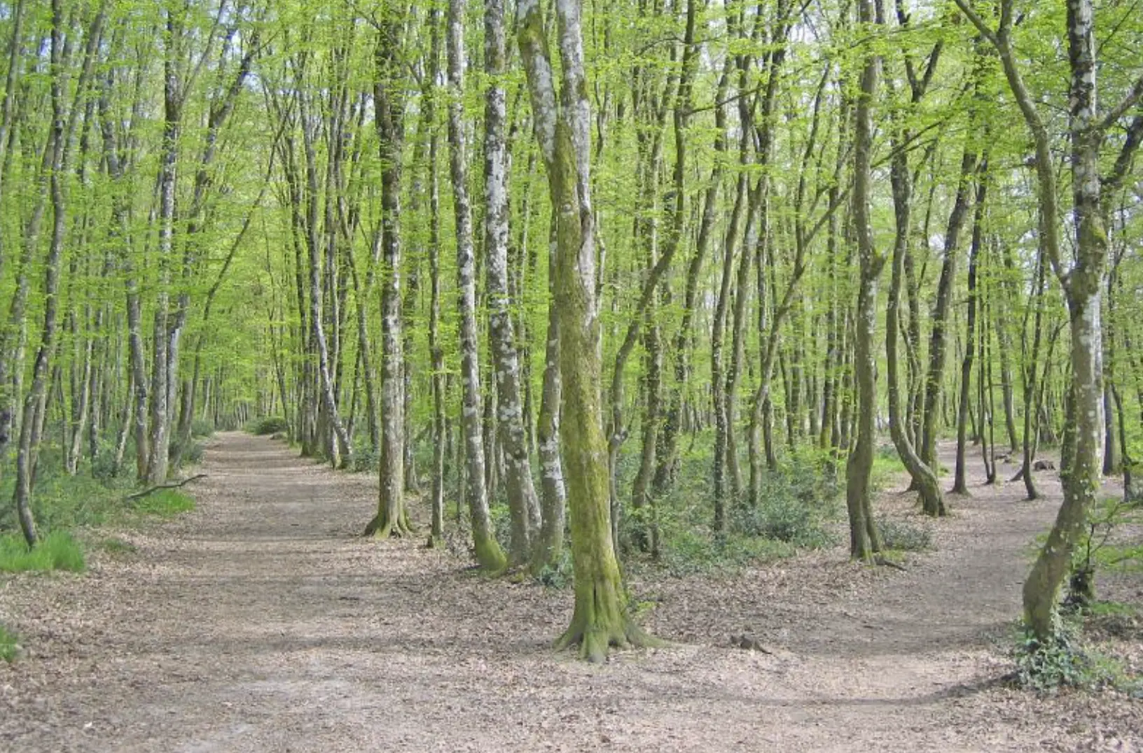 A forked path offers two ways to enter a springtime forest.