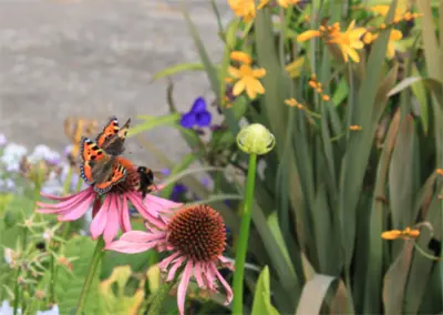 Photo of butterflies and a bee landing on a flower.