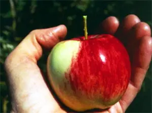 A red apple held in someone's hand