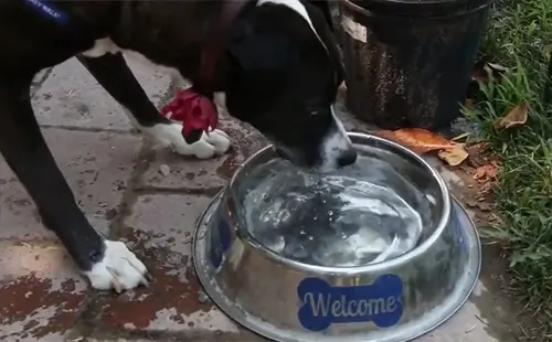 Black dog drinking water from a silver bowl