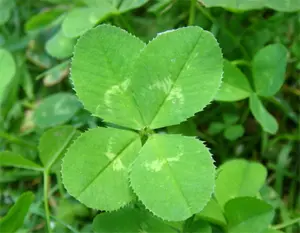 Photo of a four leaf clover.