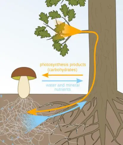 An illustration of the relationship between forest floor fungi and trees.