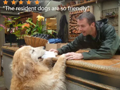 Man at a business counter handing a paper to a golden retriever. A five-star review is overlaid reading 'The resident dogs are so friendly'