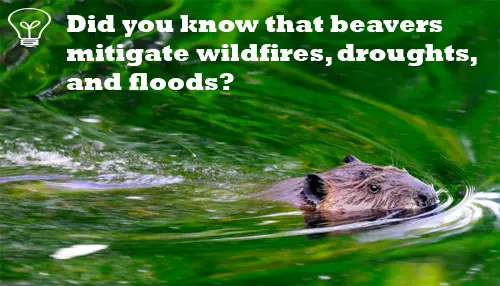 Photo of a beaver swimming with text overlaid saying: Did you know that beavers mitigate wildfires, droughts, and floods?