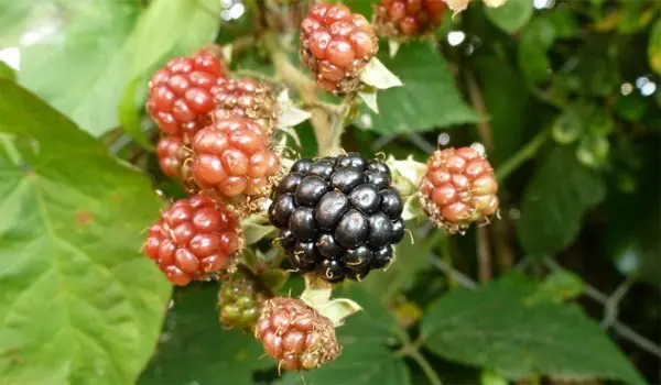 Review Topic Cluster