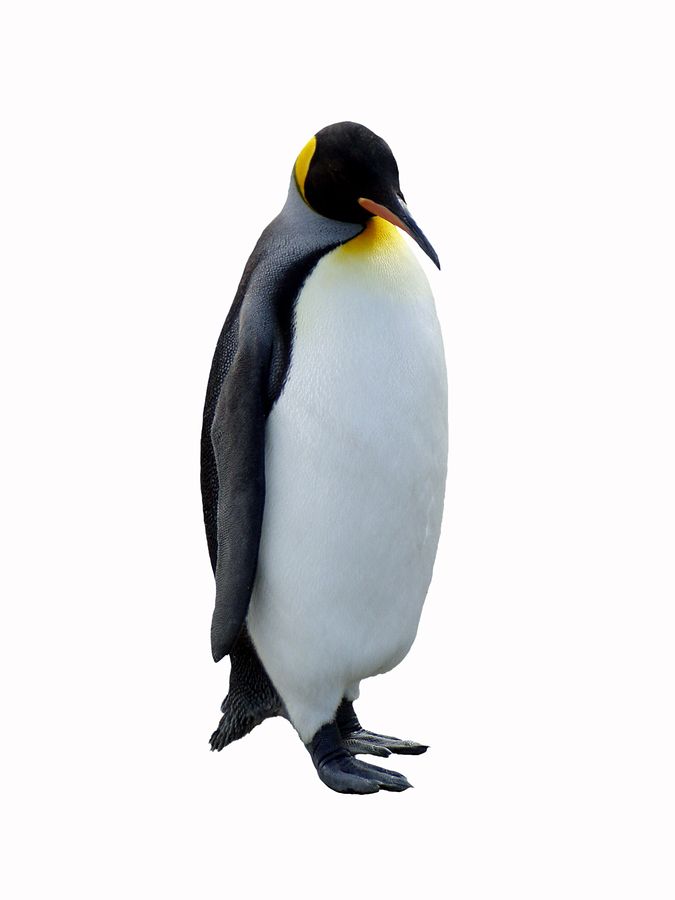 Penguin