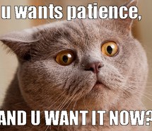 Fat cat with wide eyes wants patience NOW!